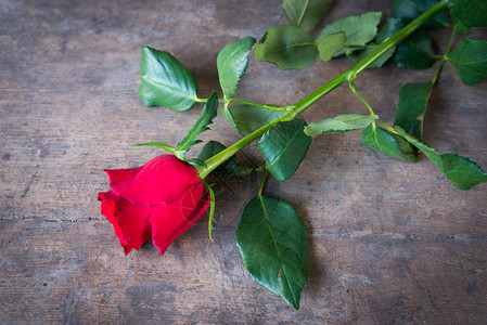 红玫瑰情人节图片