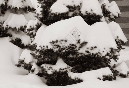 雪下的云杉图片