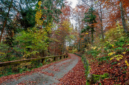 秋天穿过树林的小路图片