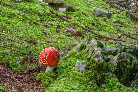 森林里的童话蘑菇图片