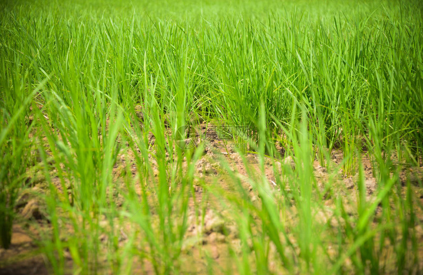 干旱绿色稻田稻田农业区旱季开裂的地面旱地自然灾害破坏农业图片