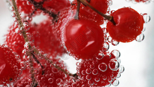 带气泡的水中荚蒾红浆果图片