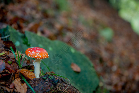 秋天森林里的毒蘑菇图片