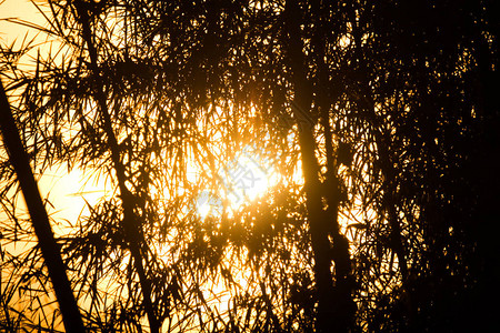 夕阳黄光竹影背景图片