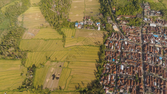 亚洲稻田和梯田之间的小镇鸟瞰印度尼西亚巴厘岛农村有水稻梯田图片