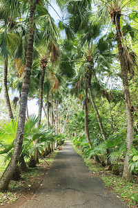 椰子树两旁的道路图片