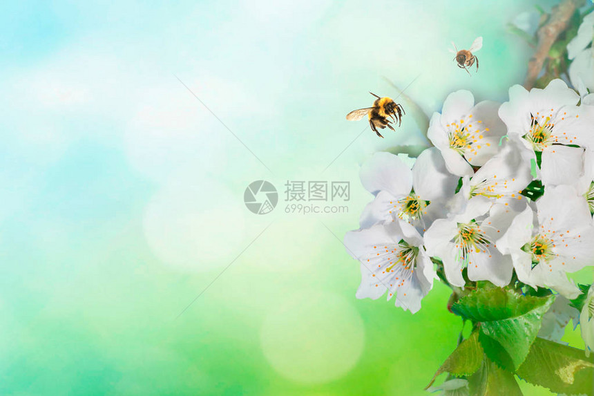 开花的苹果宏枝与蜜蜂和柔的焦点在阳光下柔和的浅蓝色天空背景与复制空间春天自然的图片