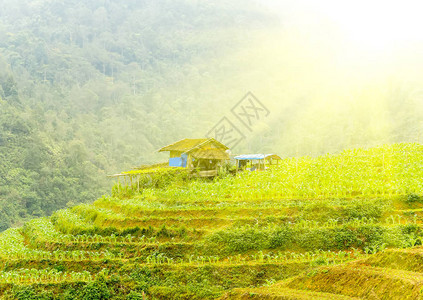 老房子梯田绿草的春天风景热带图片