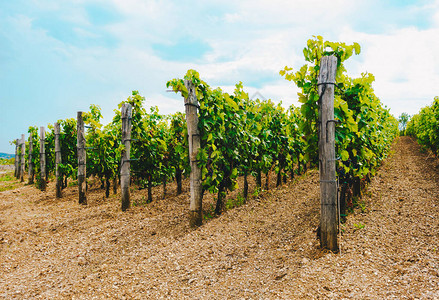 秋天葡萄园里的藤蔓收获前的酿酒葡萄图片