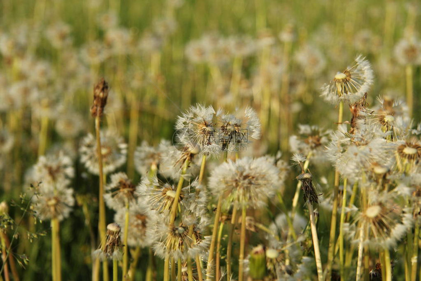 Dandelionsblossom植物花朵岗图片