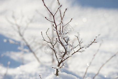 雪堆中的蓝莓灌木雪中灌木的树枝图片