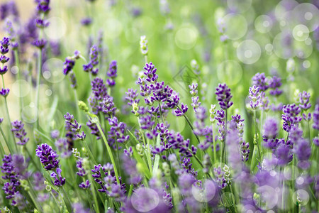 深紫色花朵b图片