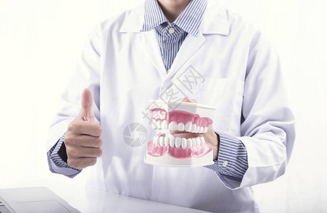 牙医展示清洁刷牙假或颌模型牙医办公图片
