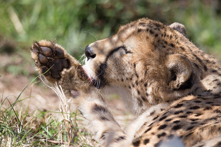 猎豹正在舔它的爪子图片