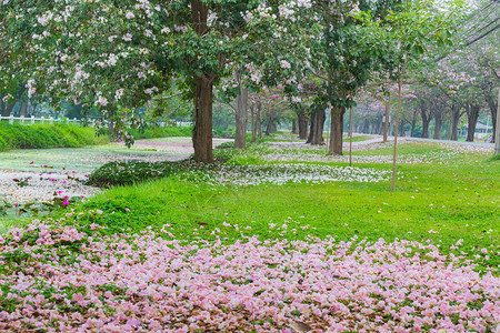 公园路边露着樱桃树粉红图片