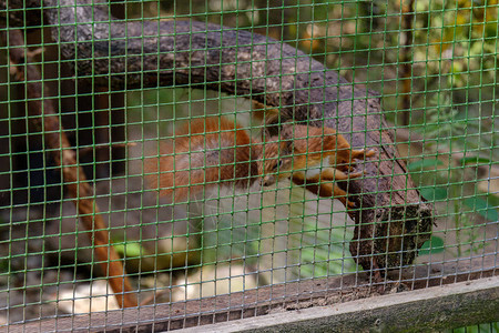 松鼠在公园笼子图片