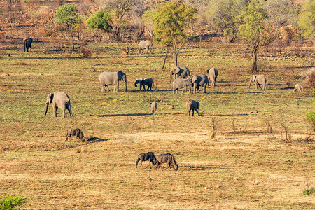南部非洲热带草原非洲大象群图片