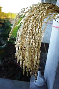 靠近稻穗的泰国水稻种子图片