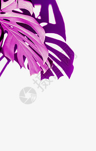 白色背景上的龟背竹紫罗兰色叶子紫色热带树叶的调色板图片
