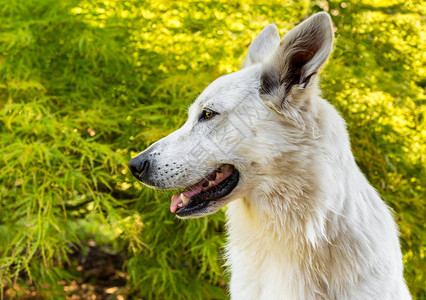 白瑞士牧羊犬关于天然绿色背景的简背景图片