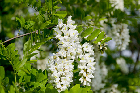 开阔的卡西亚树白色的春天美丽背景图片