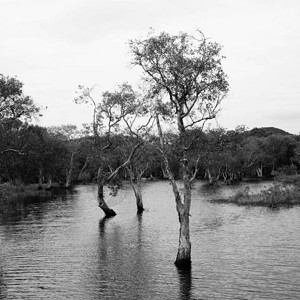 黑白淡水沼泽森林图片