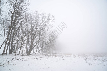 在雾冬天领域的树图片