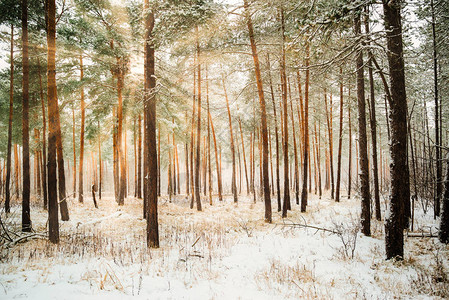 梦幻般的风景与冬季森林和明亮的阳光图片