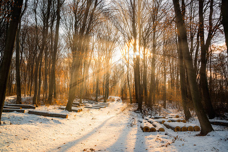 美丽的冬日夕阳雪中树木和阳图片