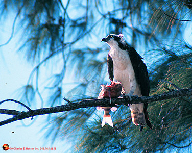 鱼鹰在澳大利亚松树上吃鱼图片