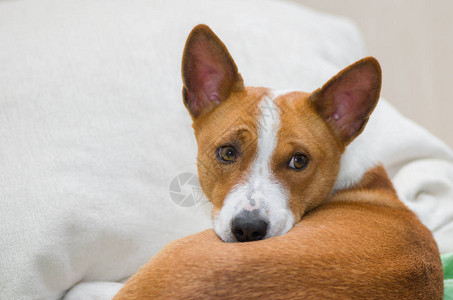 Basenji狗在沙发上休息图片