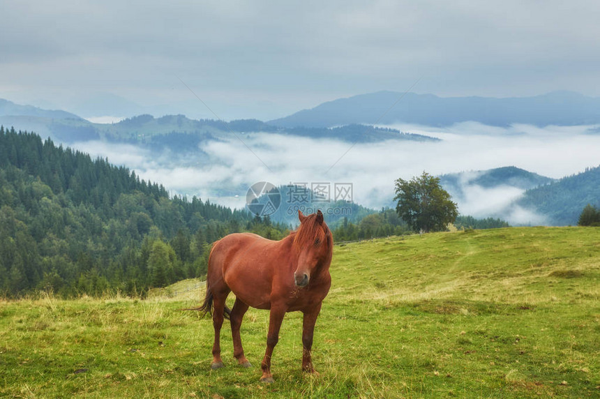 在山背景的草坪上吃草的棕马图片