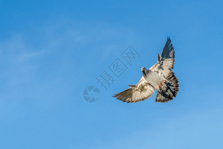 飞鸽张开翅膀在屋顶上降落蓝天作图片