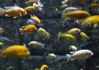 有不同热带鱼类的水族图片