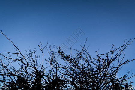 太阳升起阿卡西亚树枝刺树丛月亮云图片