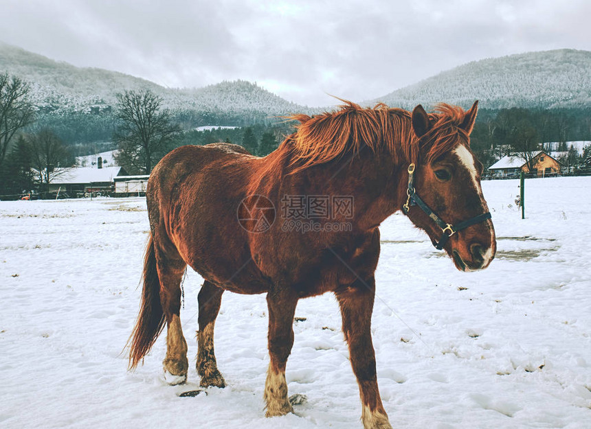 马在新鲜的雪中进食在图片