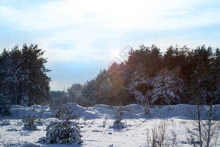 寒冷的夜晚满是雪的松树美丽的冬季森图片