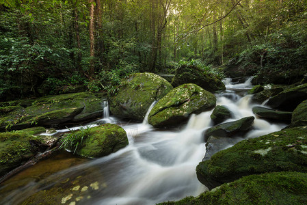 岩溪山河绿色森林景观自然植物树雨林丛小与岩石绿色苔藓早晨野生景观热带图片