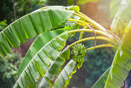 树上的香蕉果园热带水果中的图片