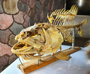 化石鱼全骨巨型石斑鱼动物标本剥制术图片