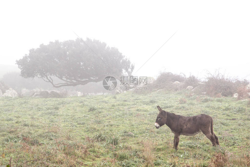 在意大利撒丁岛与棕驴一道在雾图片