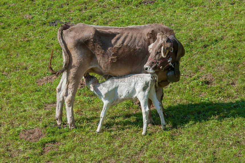 从母牛的乳房哺乳小牛图片
