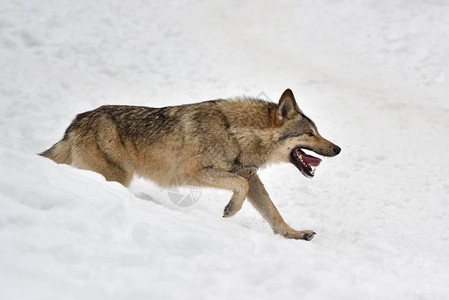 在冬季森林里狩猎木材狼图片