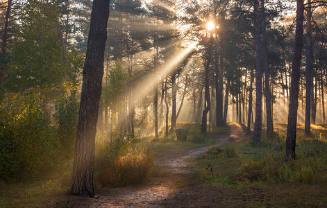 早上好森林太阳光图片