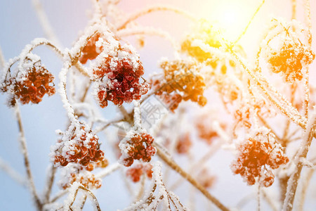 雪下的红色浆果雪背景图片