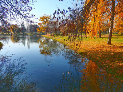 秋天公园湖的森林图片