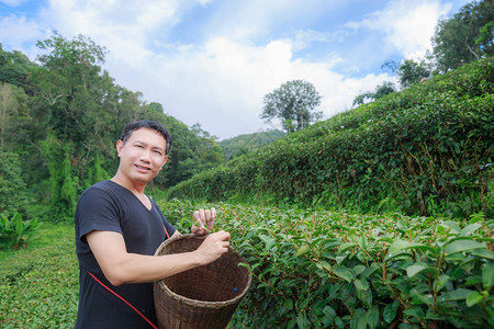 亚洲中年男子把茶叶放在茶种植园的篮图片