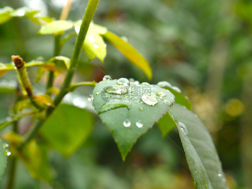 雨后假期图片