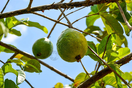 收获季节在巴西农业场的树上挂着绿色果实背景图片