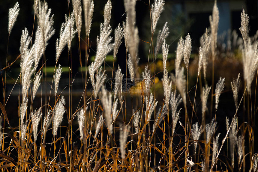 沙滩干草芦苇在夕阳下随风飘扬的茎秆的选择软焦点水平复制空间自然秋冬霜图片